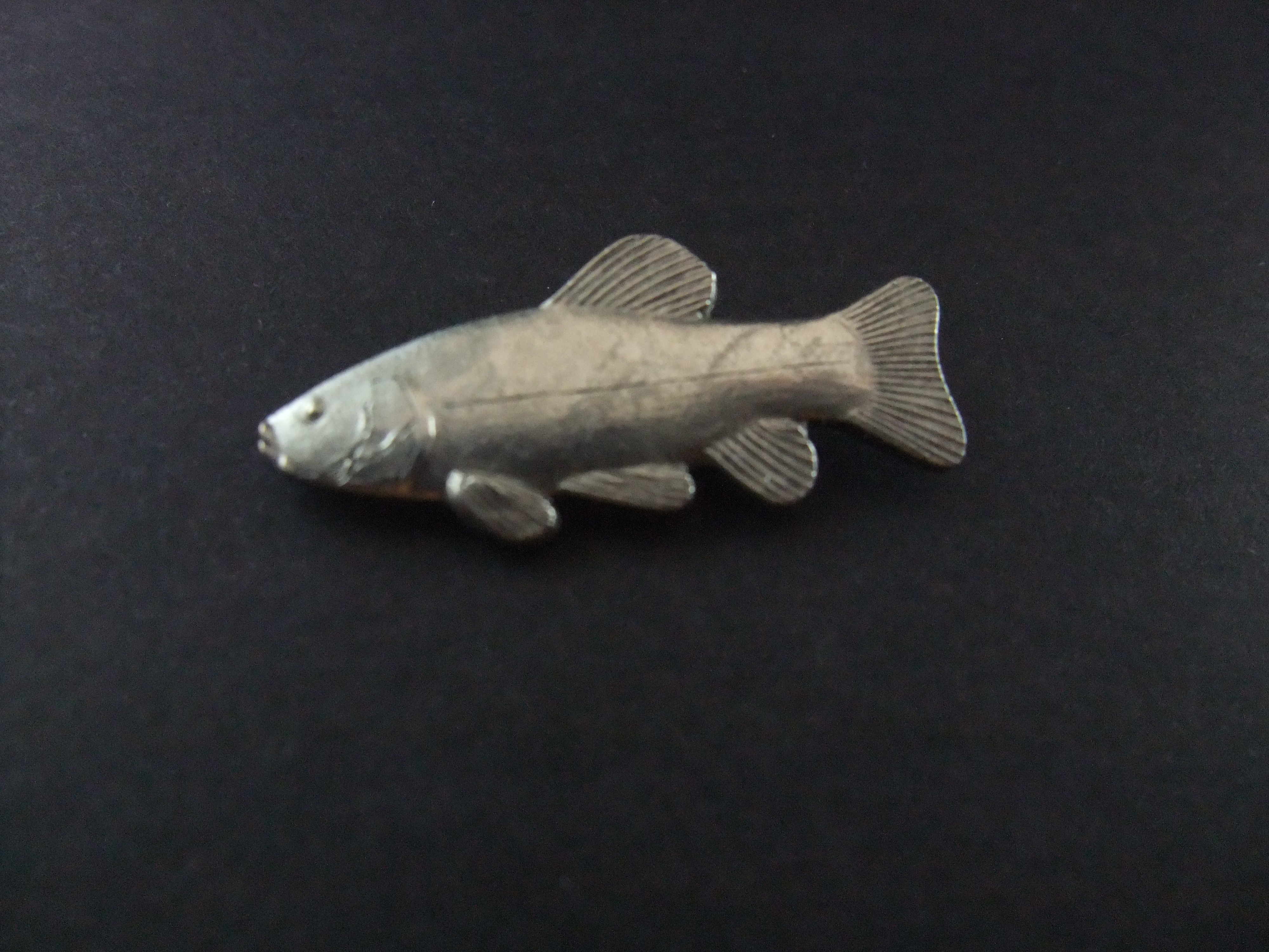 Zeelt (karperachtige vis) zilverkleurig